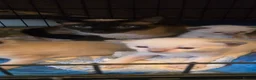 Siamese cats for sale: Stunning Siamese Kittens  - Advert 5