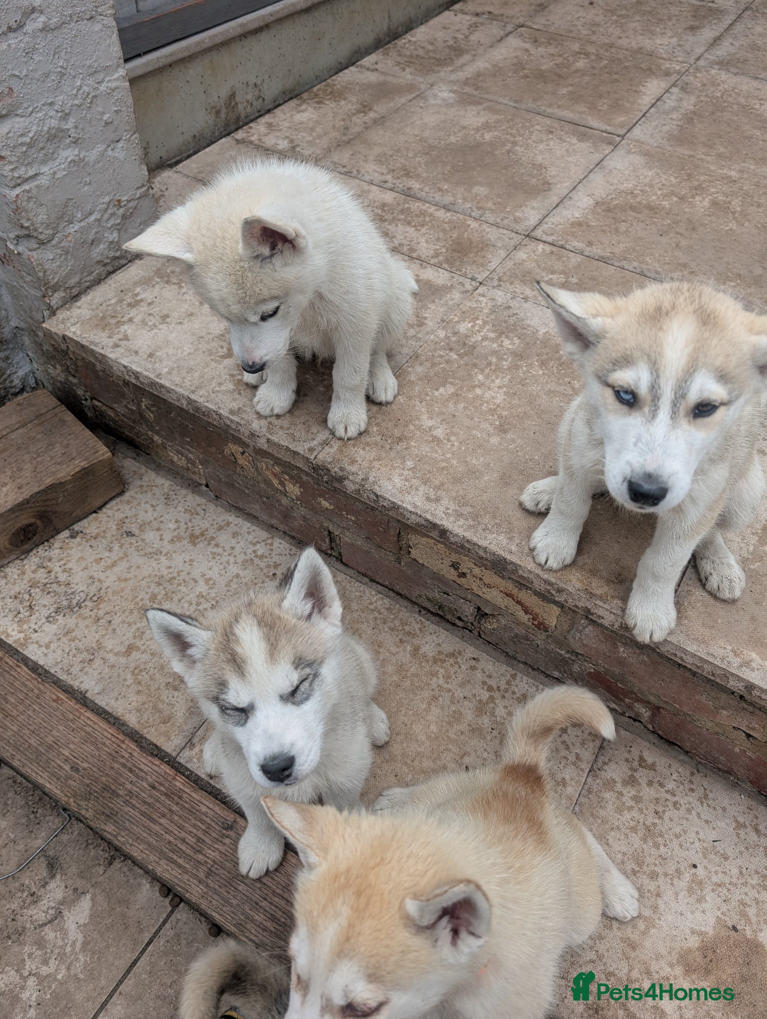 Siberian Husky dogs for sale: Siberian Husky puppies - Advert 11