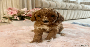 Cavapoo dogs - Advert 15