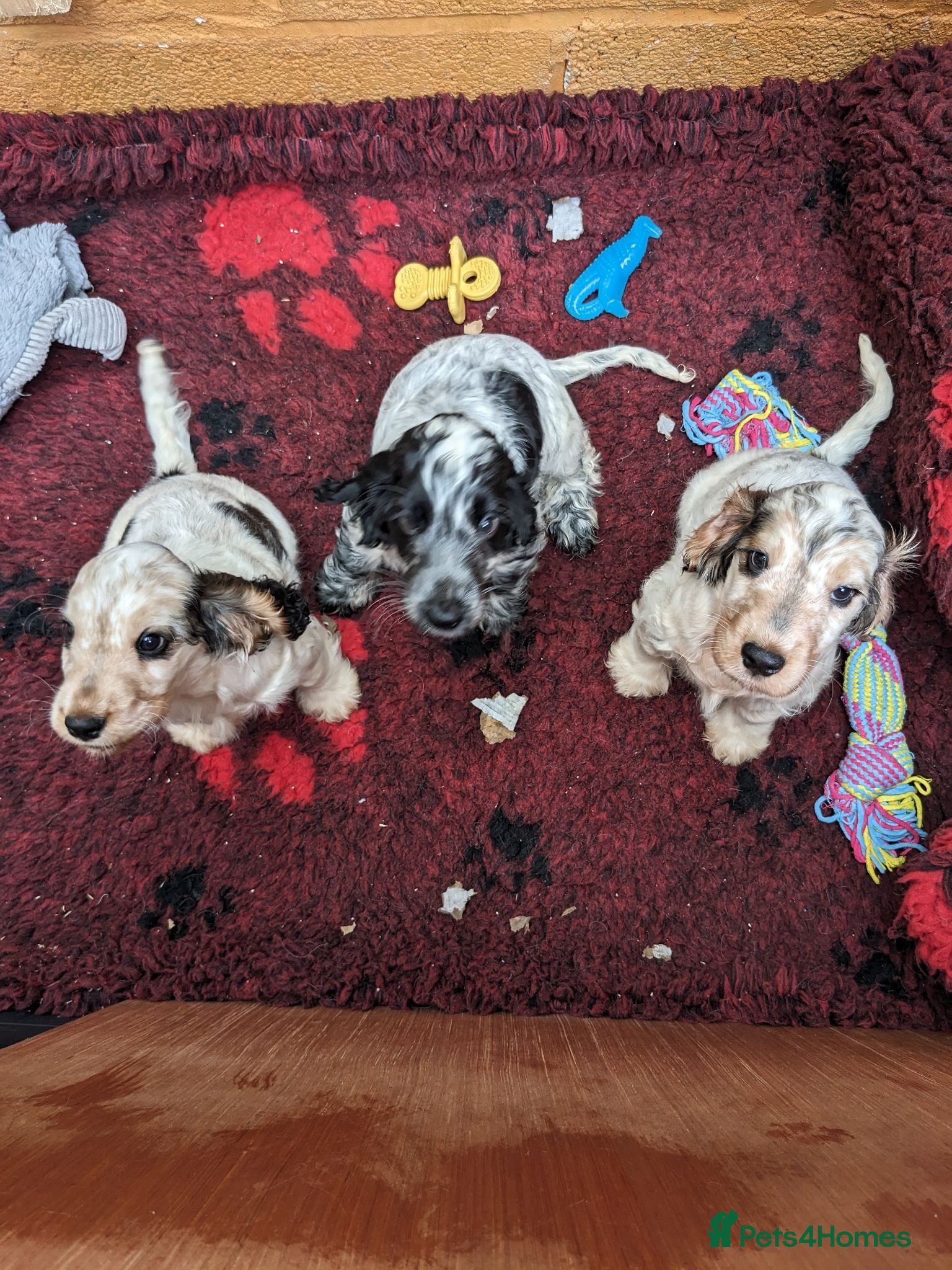 Cocker Spaniel dogs Beautiful KC Registered Show Cocker Puppies - Advert 2