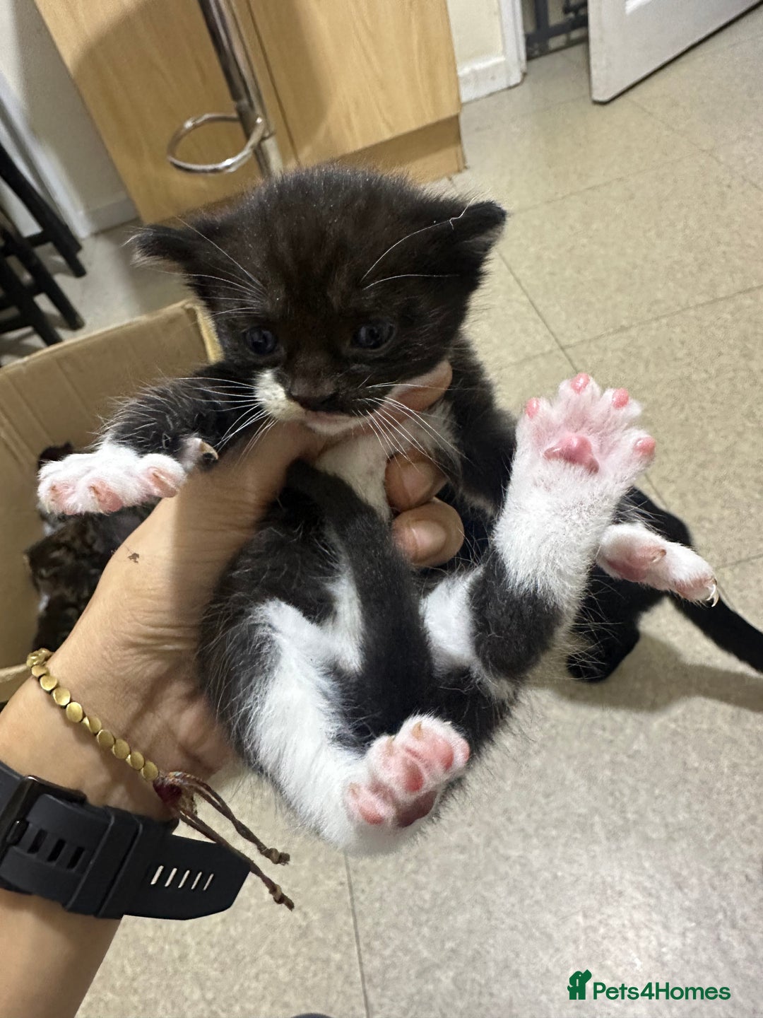 Norwegian Forest Cat cats for sale: Kittens for sale  - Advert 9