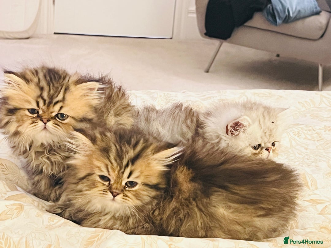Persian cats for sale: Pure Persian golden kitten ( Persian ) in Isleworth - Image 8