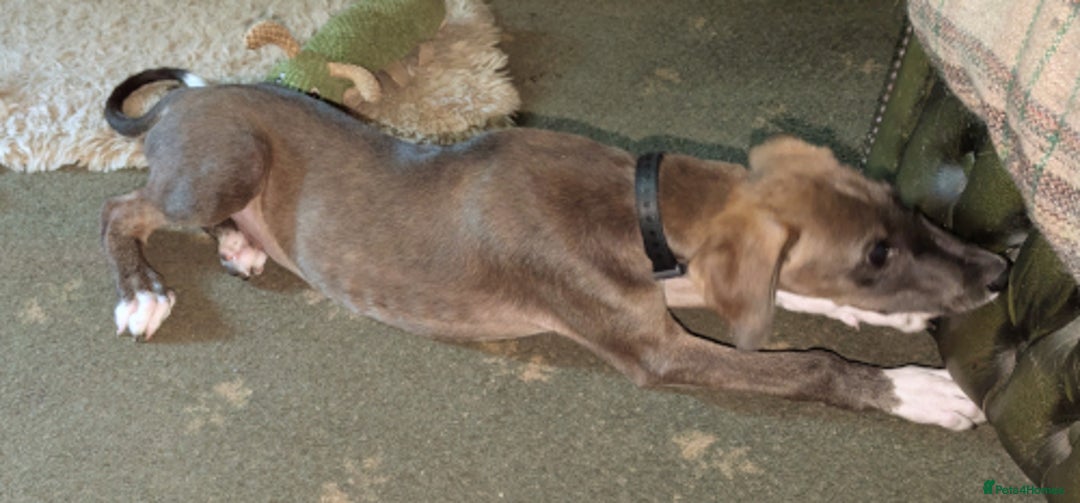 Lurcher dogs for adoption: Norman, young lurcher in rescue - Image 6