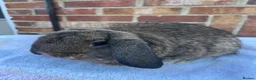 Mini Lop rabbits for sale: Mini lop agouti buck - Advert 6