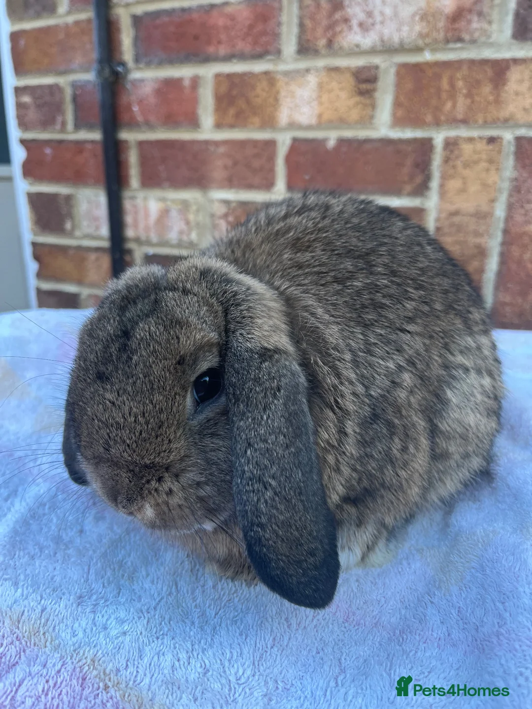 Mini Lop rabbits for sale: Mini lop agouti buck - Advert 6