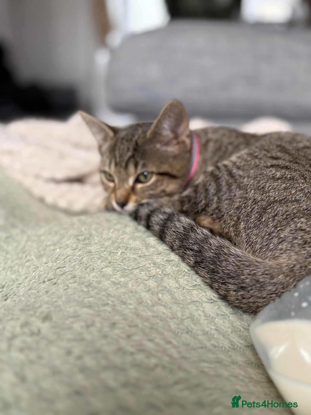 Mixed Breed cats for sale: Two female 9 month old kittens - Advert 4