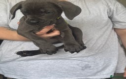 Cane Corso dogs for sale: Beautiful Cane Corso puppies for sale  - Image 21