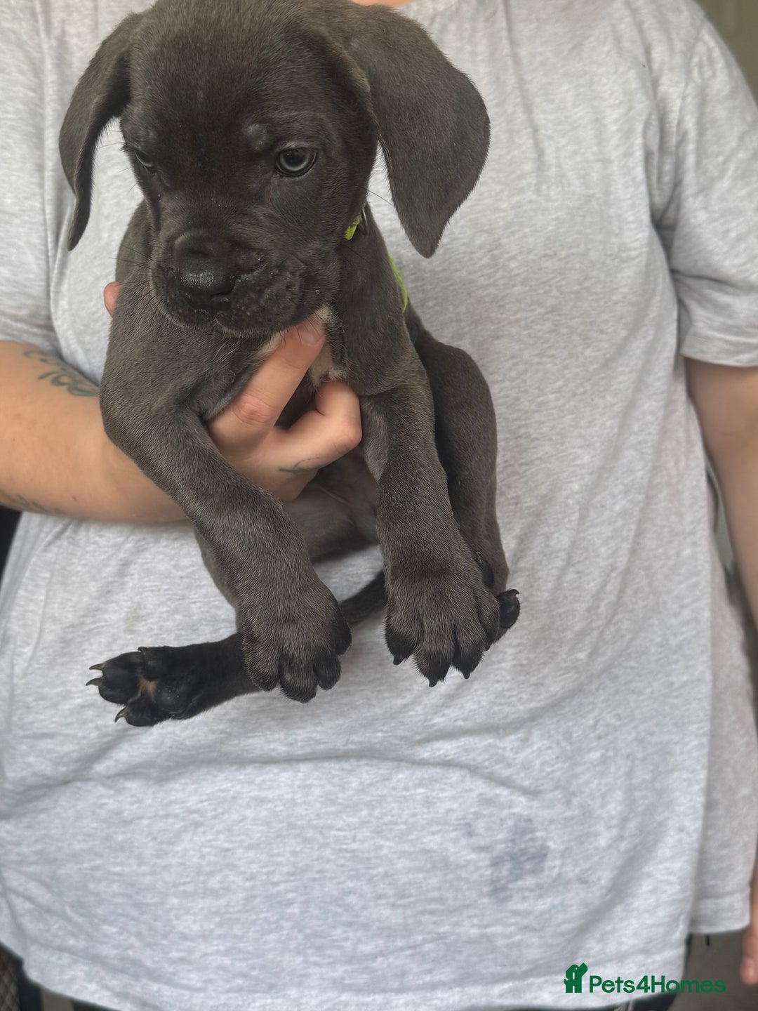 Cane Corso dogs for sale: Beautiful Cane Corso puppies for sale  - Image 21