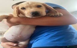Labrador Retriever dogs for sale: Lovely Labrador puppies  - Image 30