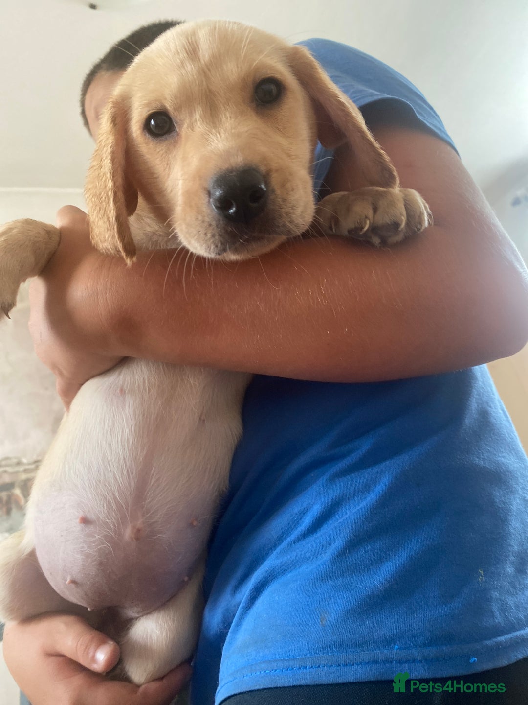 Labrador Retriever dogs for sale: Lovely Labrador puppies  - Image 30