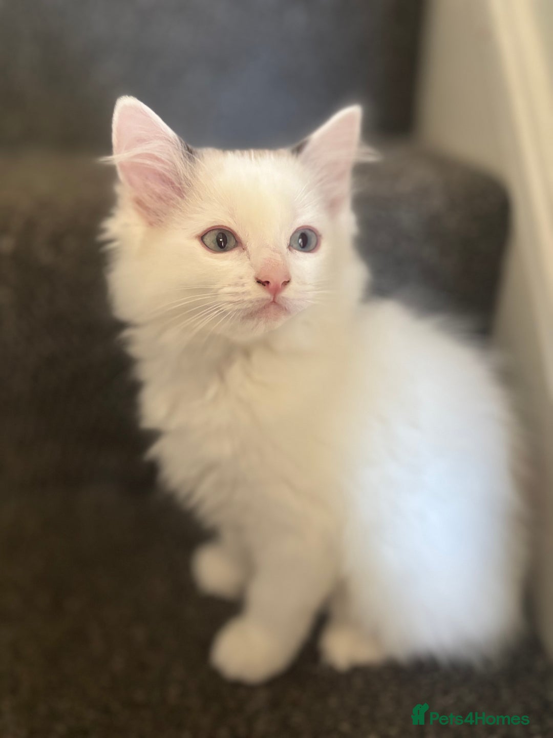 Ragdoll cats for sale: Ragdoll kittens - Image 22
