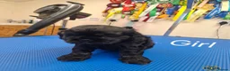 American Cocker Spaniel dogs for sale: American Cocker Spaniel puppies  - Advert 24