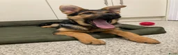 German Shepherd dogs for sale: German shepherd  - Advert 9