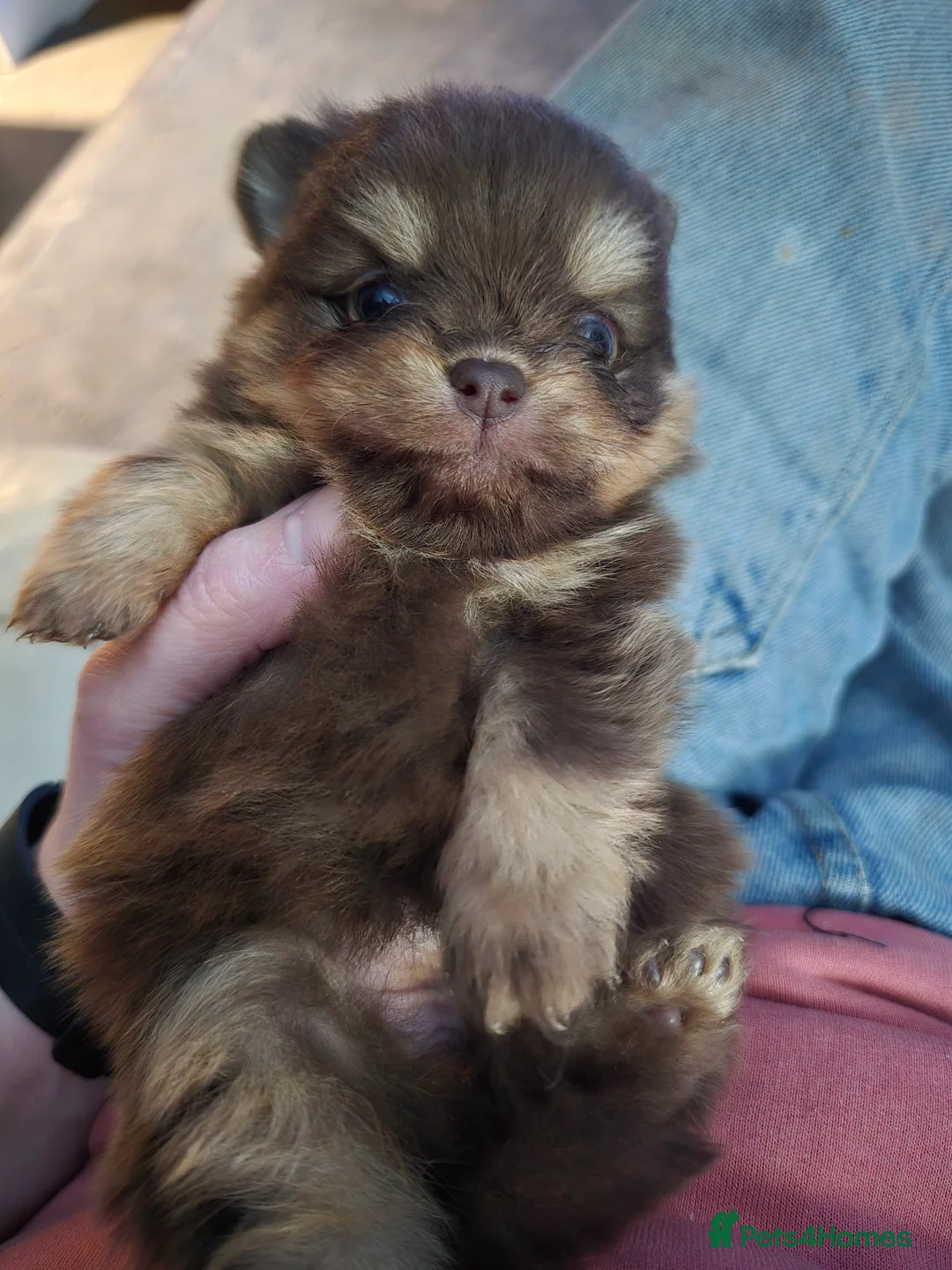 Pomeranian dogs for sale: Outstanding babies available  in Hartlepool - Advert 8