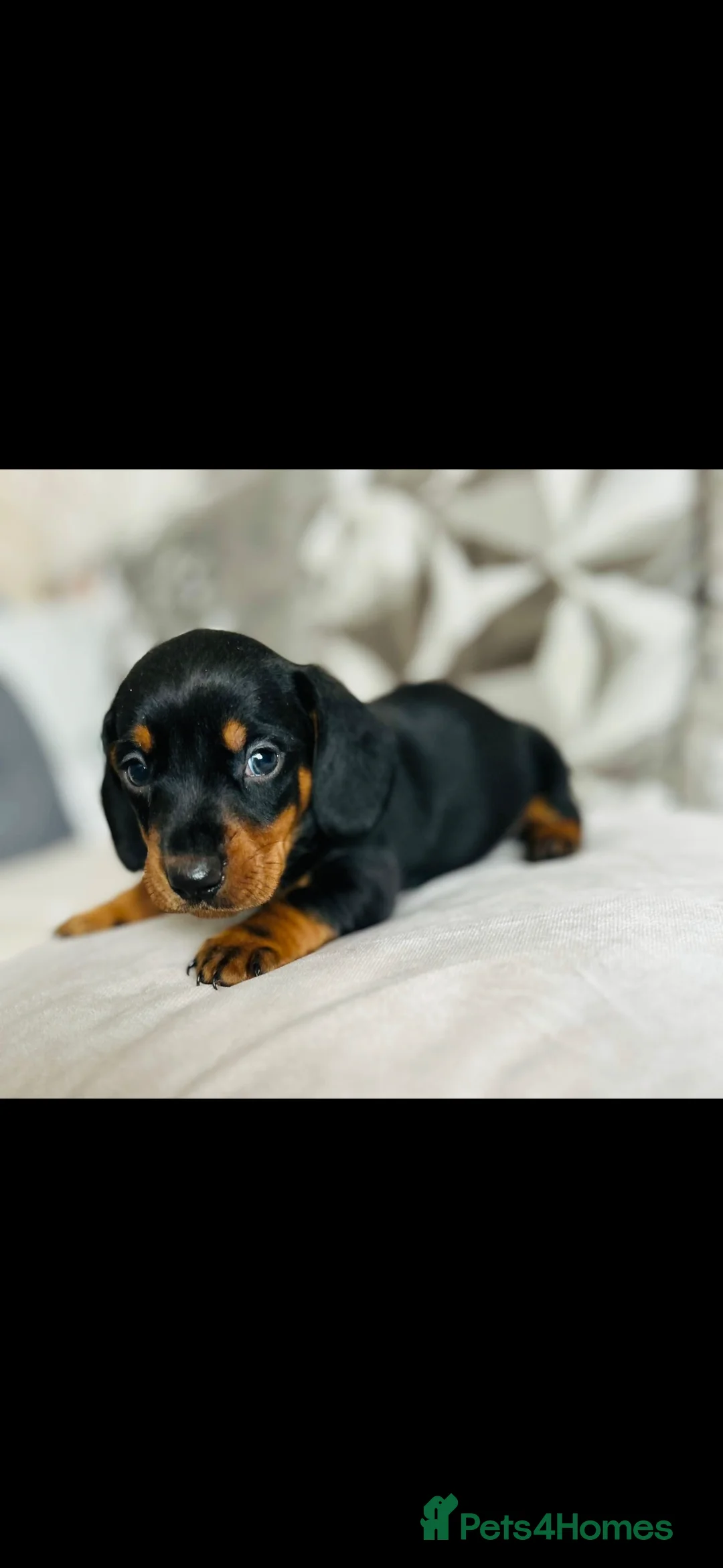 Miniature Dachshund dogs for sale: Very beautiful miniature dachshund puppies in Harlow - Advert 16