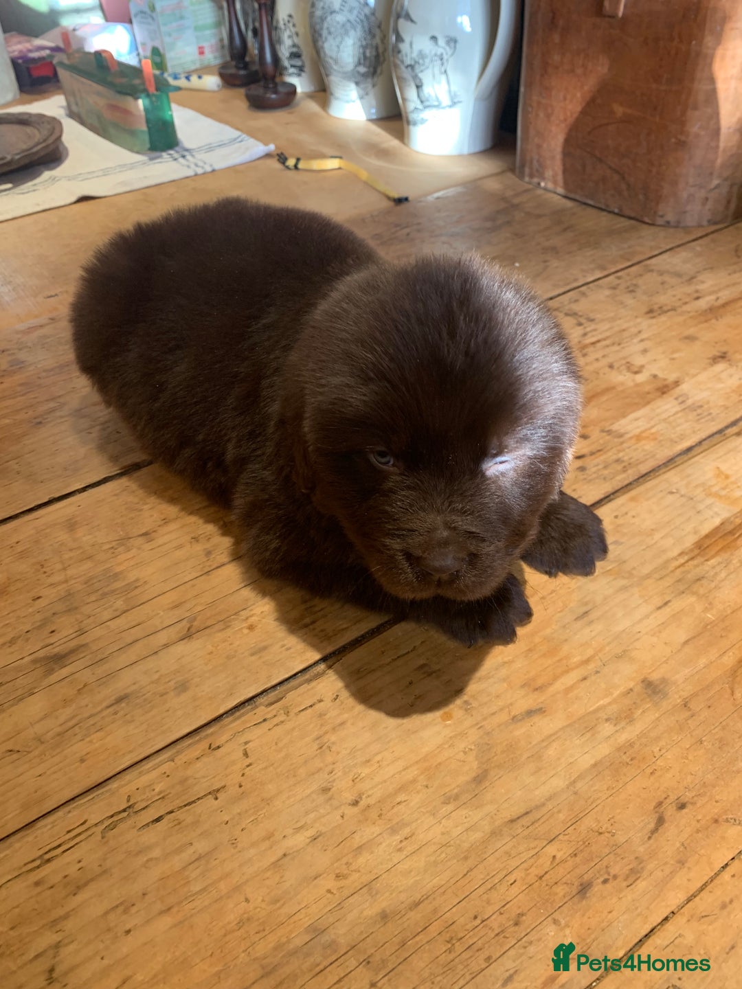 Newfoundland dogs for sale: 🐾 Beautiful Chocolate Newfoundland Puppy (LAST 1) - Image 9