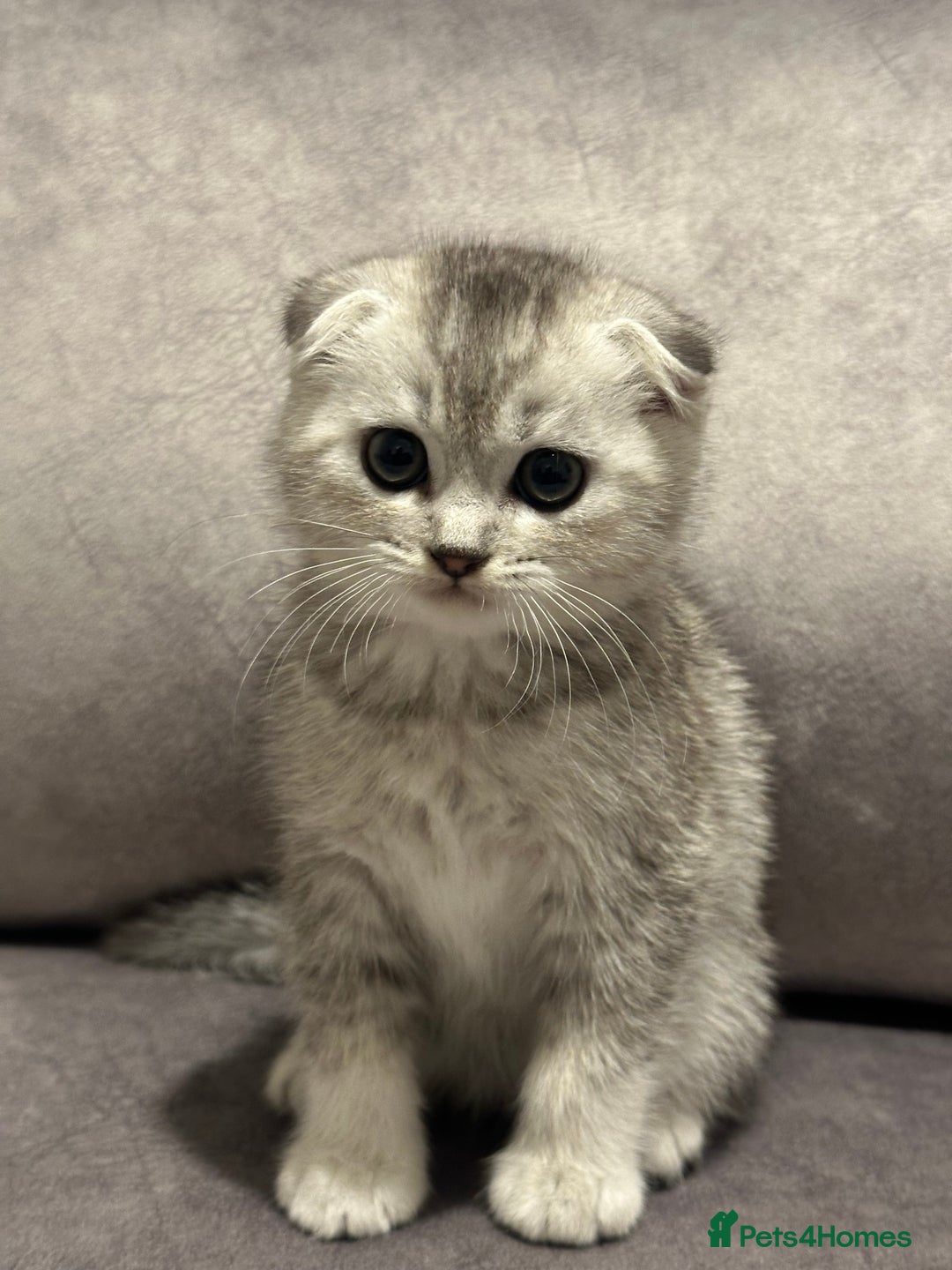 Scottish Fold cats for sale: Beautiful Scottish Fold/British Shorthair Kittens - Advert 22