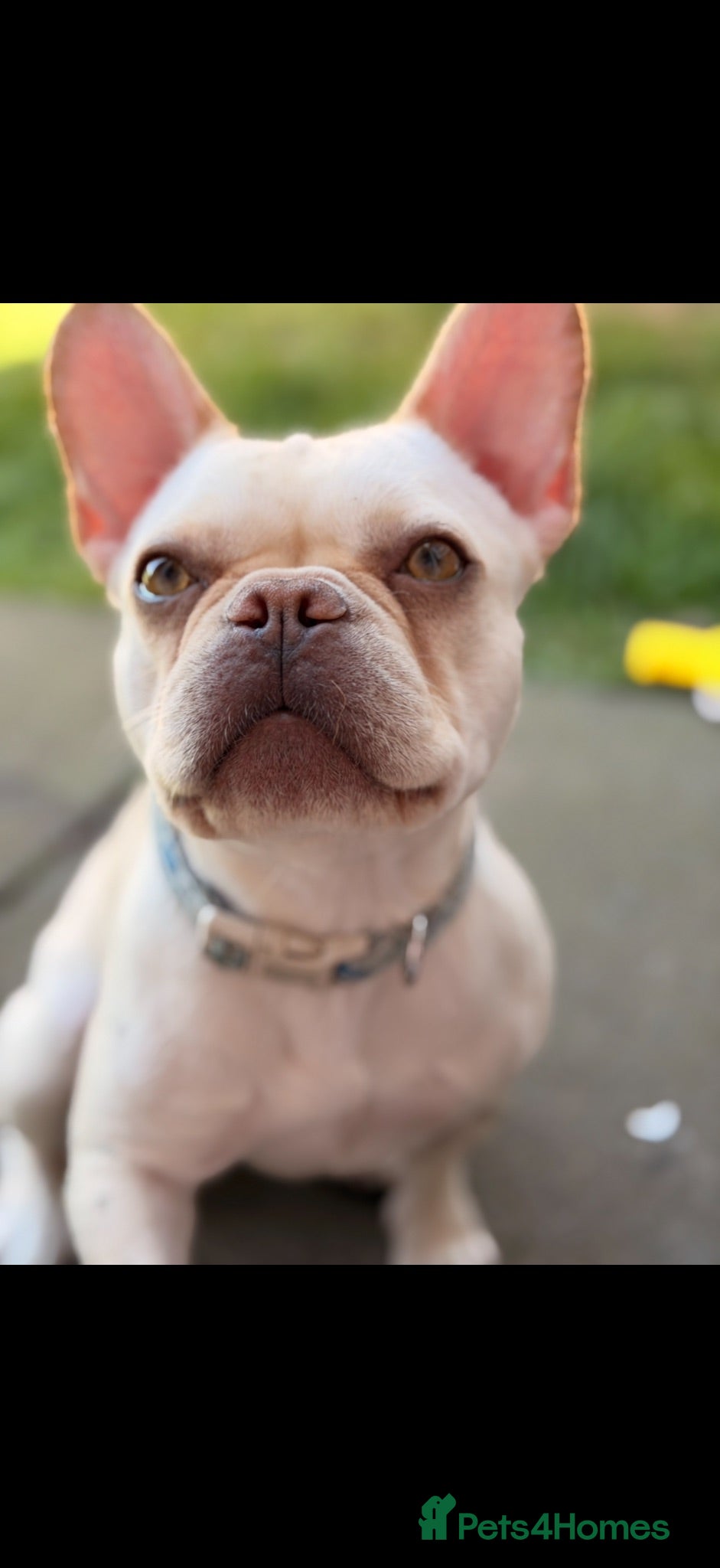 French Bulldog dogs Blondie 2 year old frenchie  - Advert 4