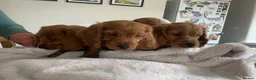 Cockapoo dogs for sale: F1 Cockapoos READY TO LEAVE NOW  - Advert 13