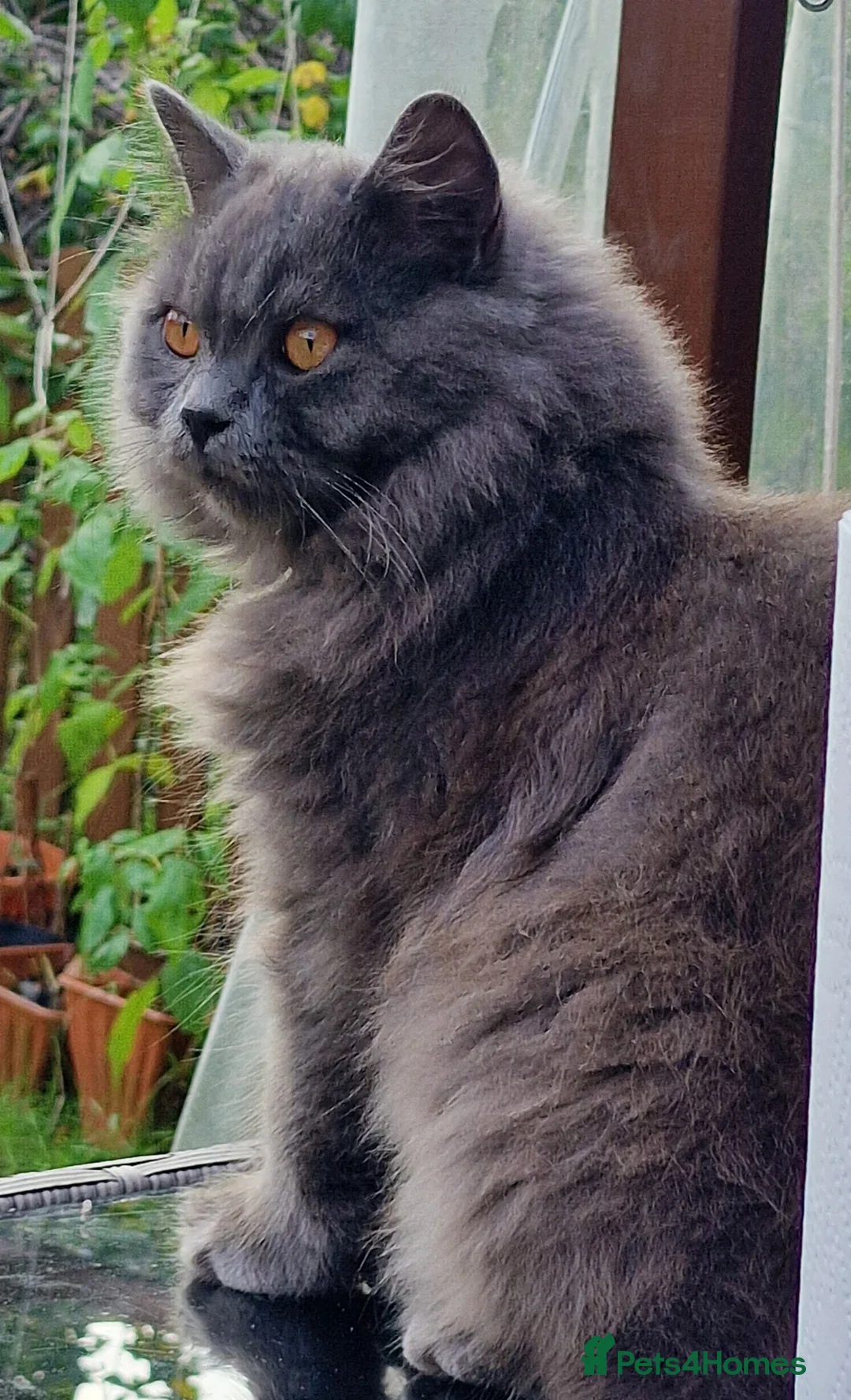 British Longhair cats for sale:  Gorgeous British Blue longhair kittens - Advert 10