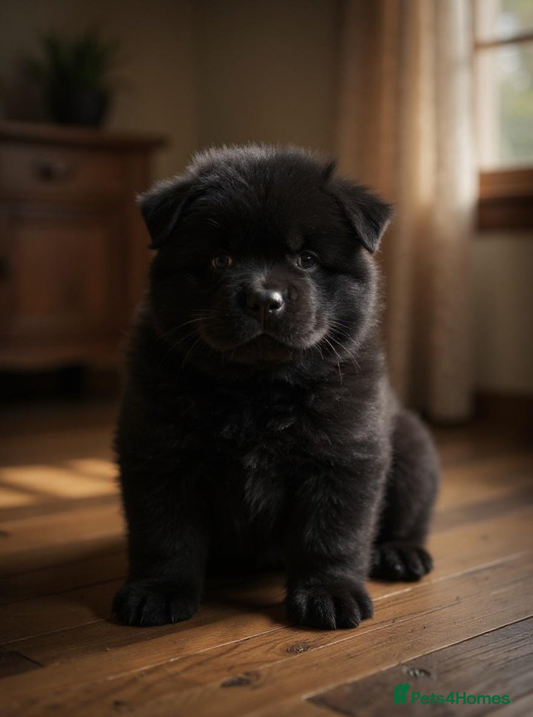 Chow Chow dogs for sale: Ocean Eyed Bear faced Chow Chows  - Image 10