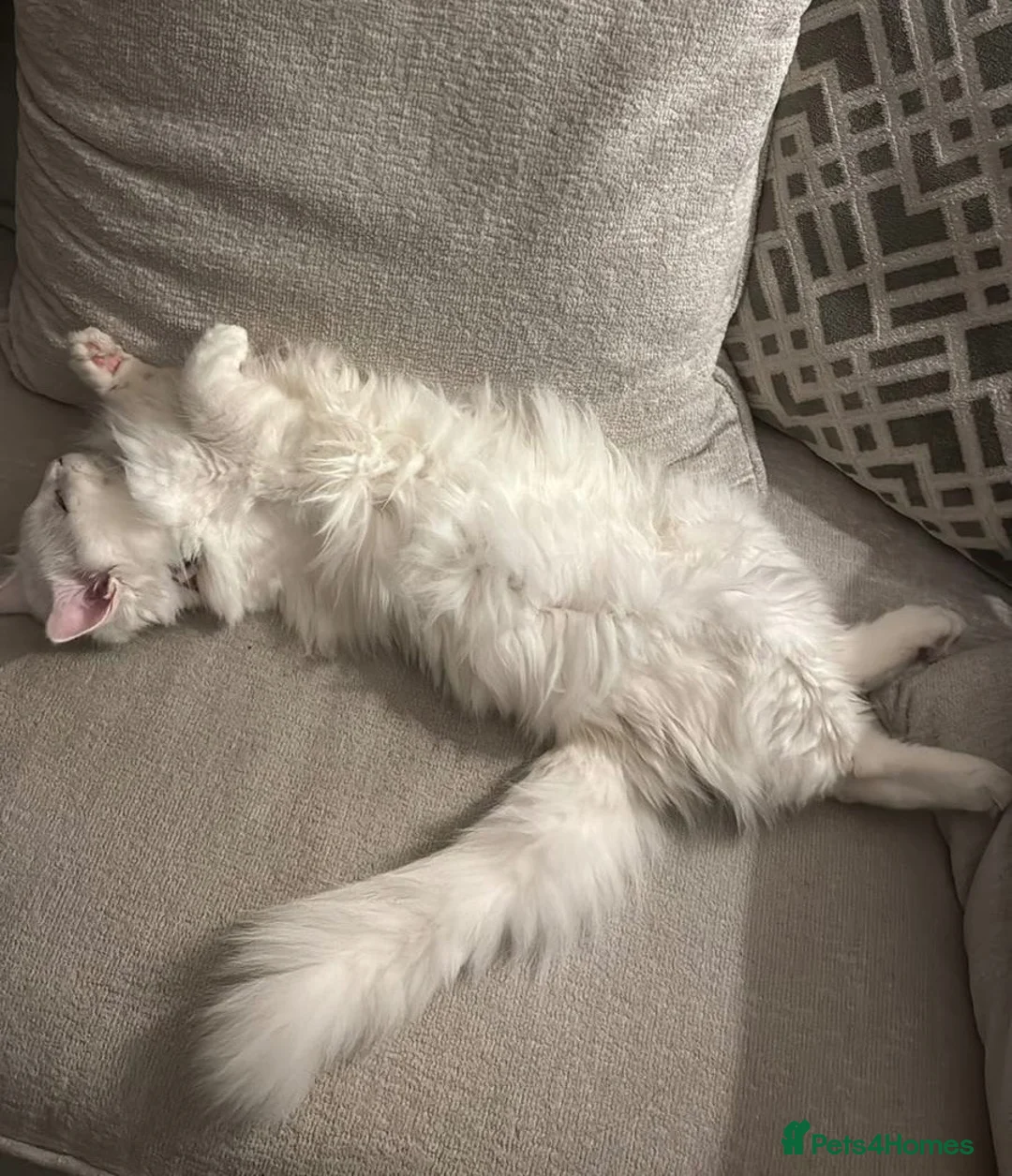 Mixed Breed cats for sale: 1 kitten available - Advert 1