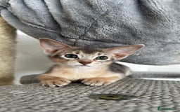 Abyssinian cats for sale: Abyssinian kittens  - Image 15