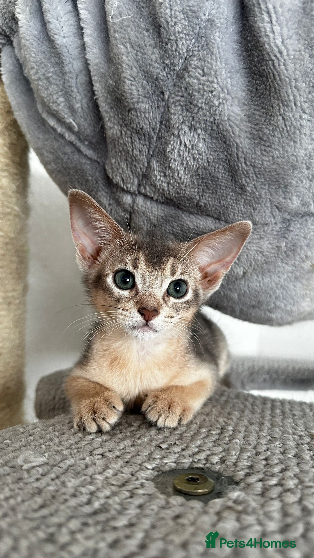 Abyssinian cats for sale: Abyssinian kittens  - Image 15