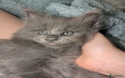 Maine Coon cats for sale: Beautiful Maine Coon Kittens - Image 24