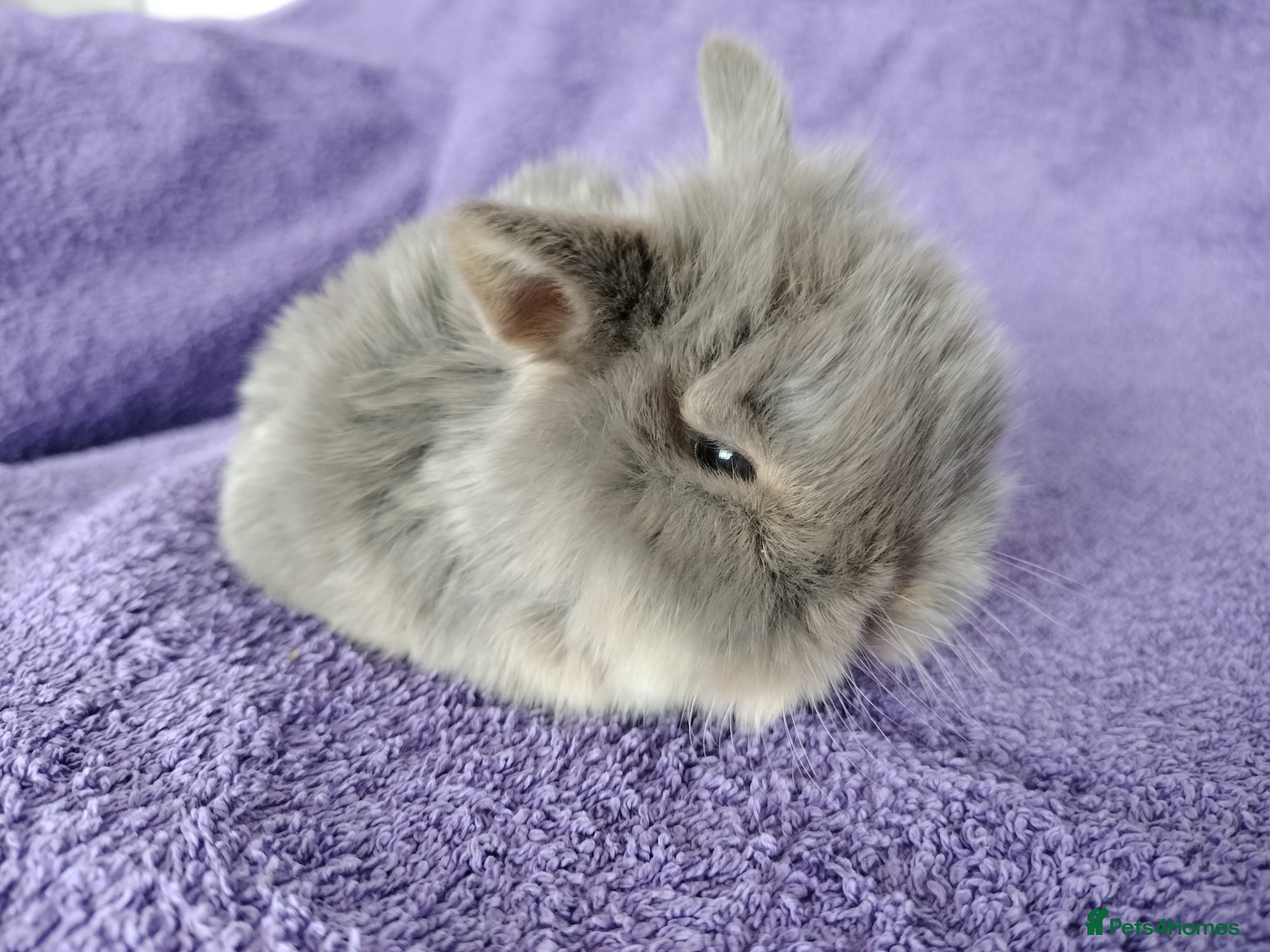 Mini Lop rabbits Baby mini lops for sale  - Advert 17