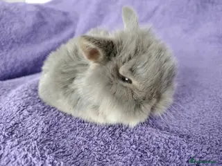 Mini Lop rabbits Baby mini lops for sale - Advert 17