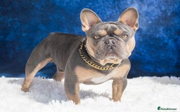 French Bulldog dogs for stud: French bulldog male for stud - Image 3