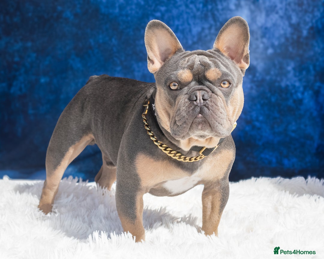 French Bulldog dogs for stud: French bulldog male for stud - Image 3