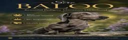 Miniature Dachshund dogs for sale: 🩷Pedigree KC Registered Miniature Dachshunds🩷 - Advert 8