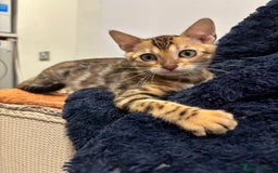 Bengal cats for sale: READY NOW beautiful Bengal Girl kittens TICA reg - Advert 15