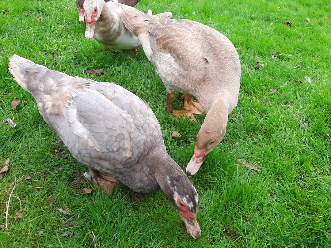 Ducks poultry for sale: Muscovy ducks breeding pair - Image 4