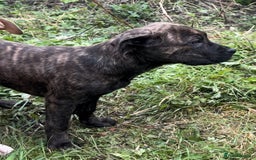 Mixed Breed dogs for sale: Cane Corso/Presa Canario Molloser dogs  - Image 19
