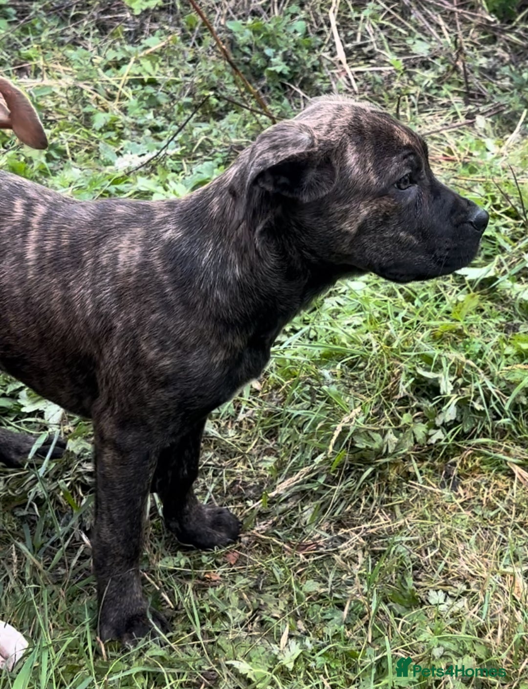 Mixed Breed dogs for sale: Cane Corso/Presa Canario Molloser dogs  - Image 19