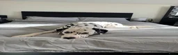 Dalmatian dogs for stud: KC registered Dalmatian stud - Introductory fee - Advert 2