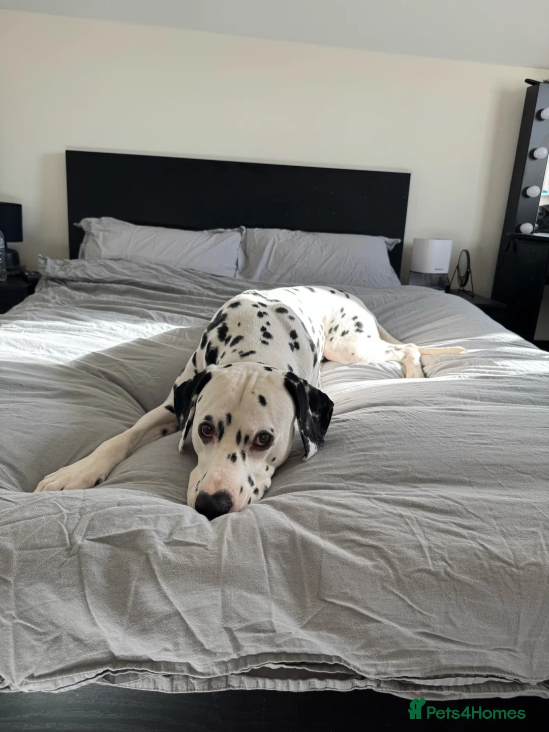 Dalmatian dogs for stud: KC registered Dalmatian stud - Introductory fee - Advert 2