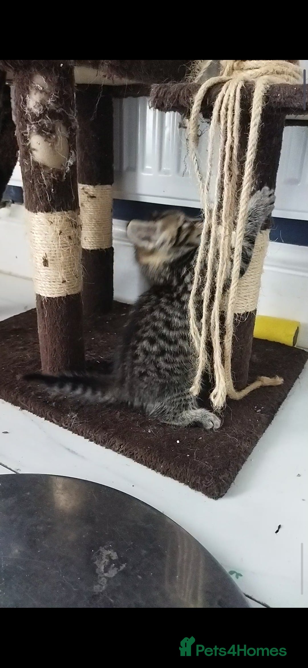 Mixed Breed cats Lovely kitten ready  for new home  - Advert 2
