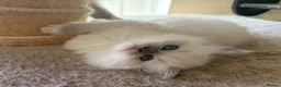 Ragdoll cats for sale: 🐾 last little girl 🐾 ready now 🐾 - Advert 2