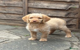 Labradoodle dogs for sale: F1B Labradoodles: available from Aug 2nd. in Uxbridge - Image 26