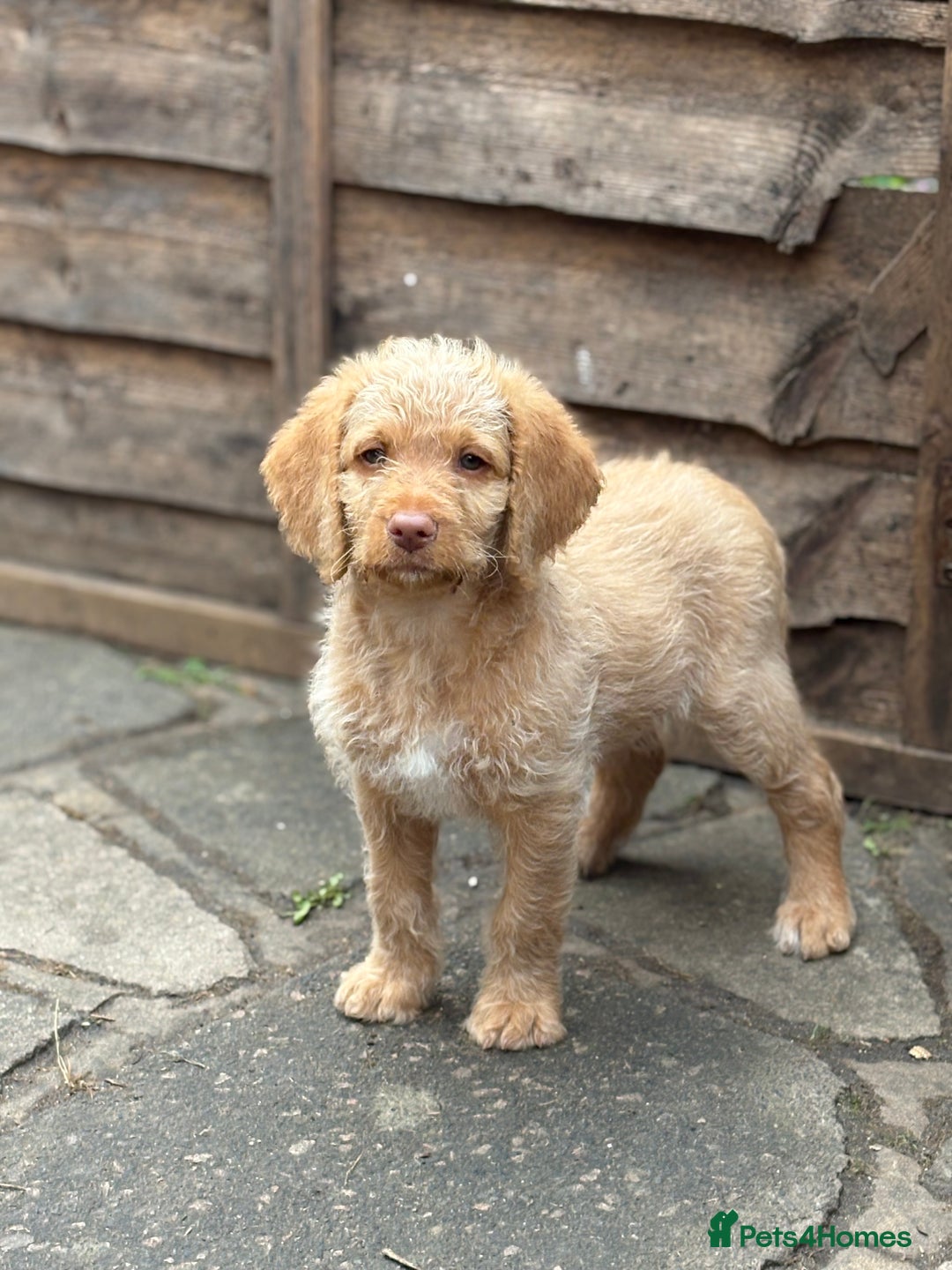 Labradoodle dogs for sale: F1B Labradoodles: available from Aug 2nd. in Uxbridge - Image 26
