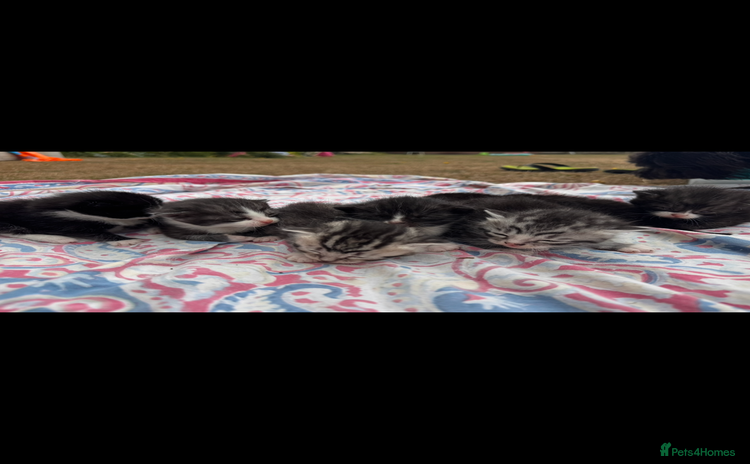 Mixed Breed cats - Advert 2