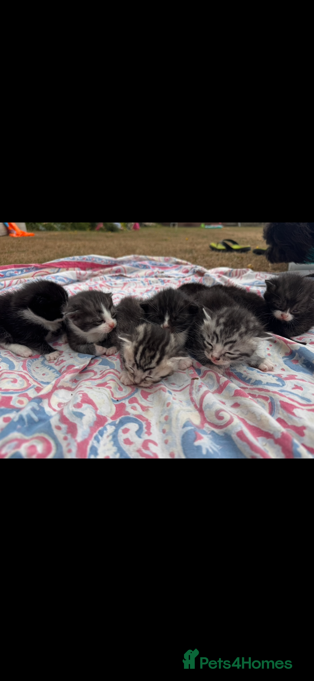 Mixed Breed cats for sale: 7 beautiful kittens looking for homes🏡  - Image 1