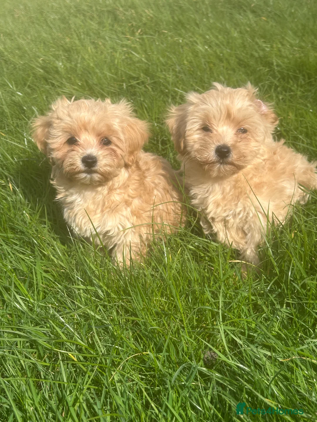 Maltipoo dogs for sale: Stunning Maltipoos  - Advert 2