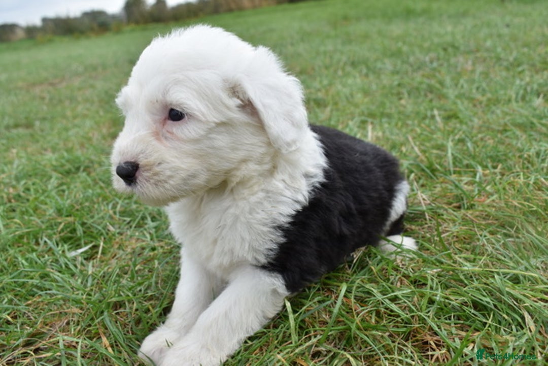 Old English Sheepdog dogs for sale: Stunning Old English Sheepdog Puppies KC Reg - Image 15
