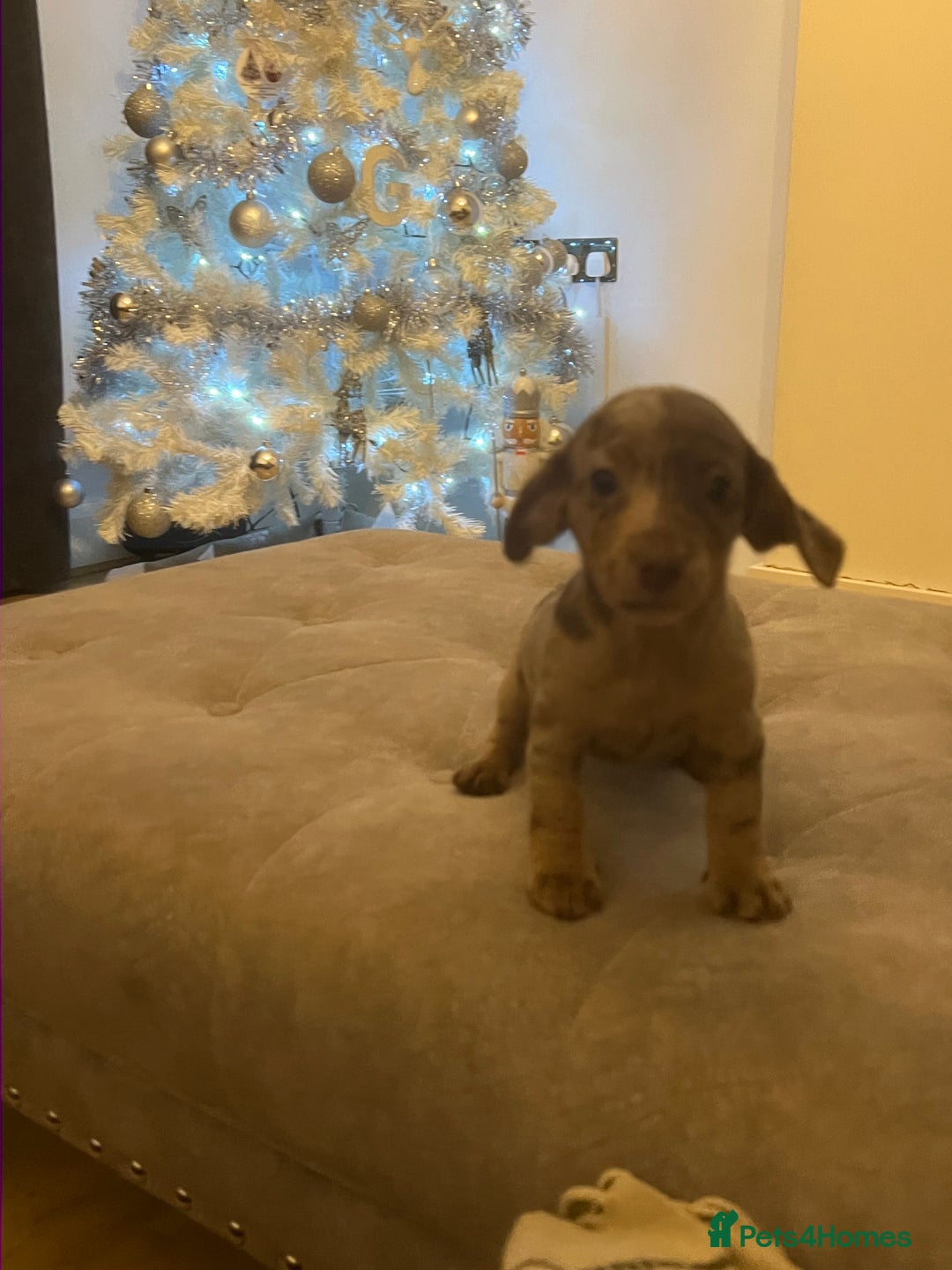 Mixed Breed dogs for sale: LAST GIRL 🩷 daxipoo - Advert 7