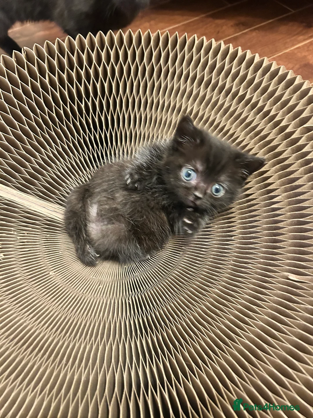 Mixed Breed cats for sale: Special Little Kitten Looking for a Loving Home - Advert 7